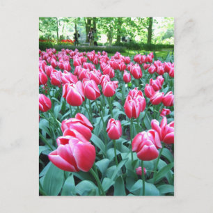 Keukenhof garden - Holland postcard