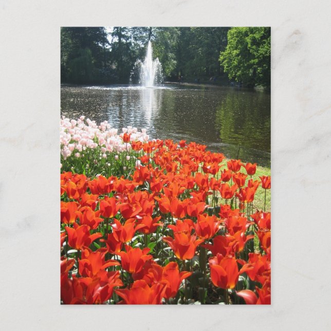 Keukenhof garden - Holland postcard (Front)