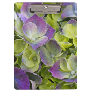 Keukenhof Garden Hydrangea Clipboard