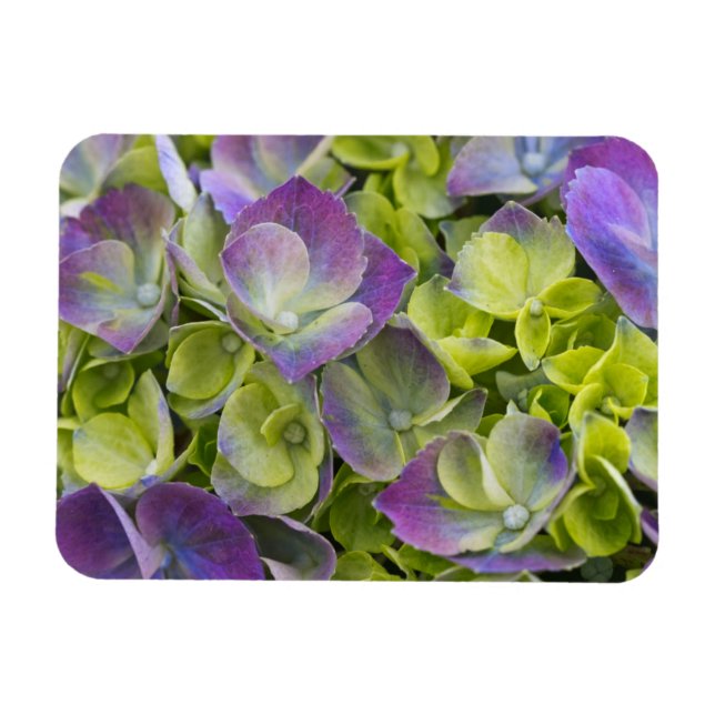 Keukenhof Garden Hydrangea Magnet (Horizontal)