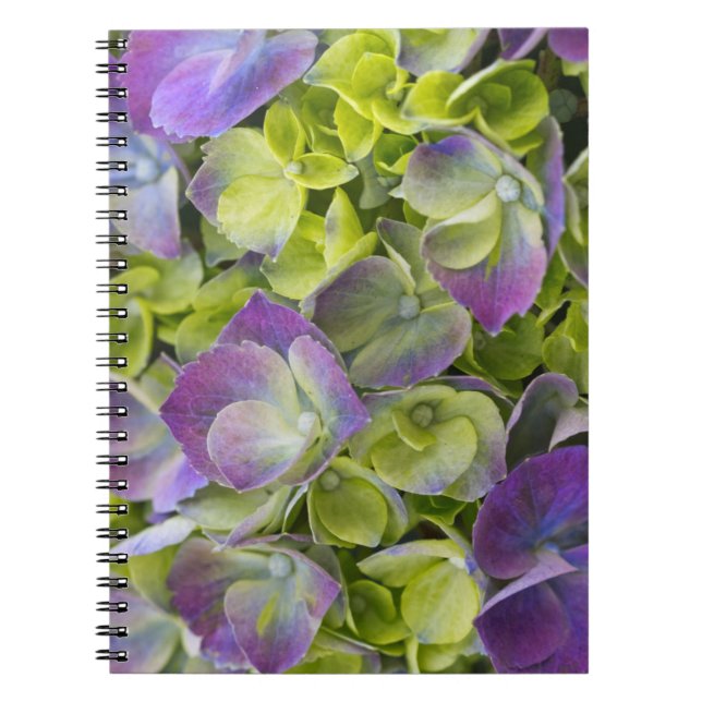 Keukenhof Garden Hydrangea Notebook (Front)