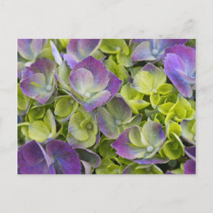 Keukenhof Garden Hydrangea Postcard