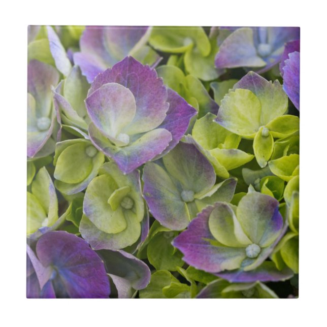 Keukenhof Garden Hydrangea Tile (Front)