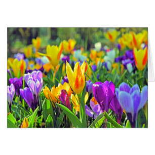 KEUKENHOF GARDENS, HOLLAND