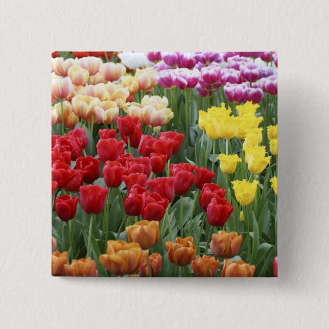 Keukenhof Gardens, Holland, specialises in 2 15 Cm Square Badge (Front)
