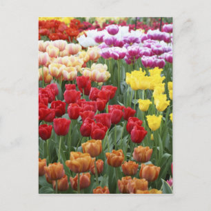 Keukenhof Gardens, Holland, specialises in 2 Postcard