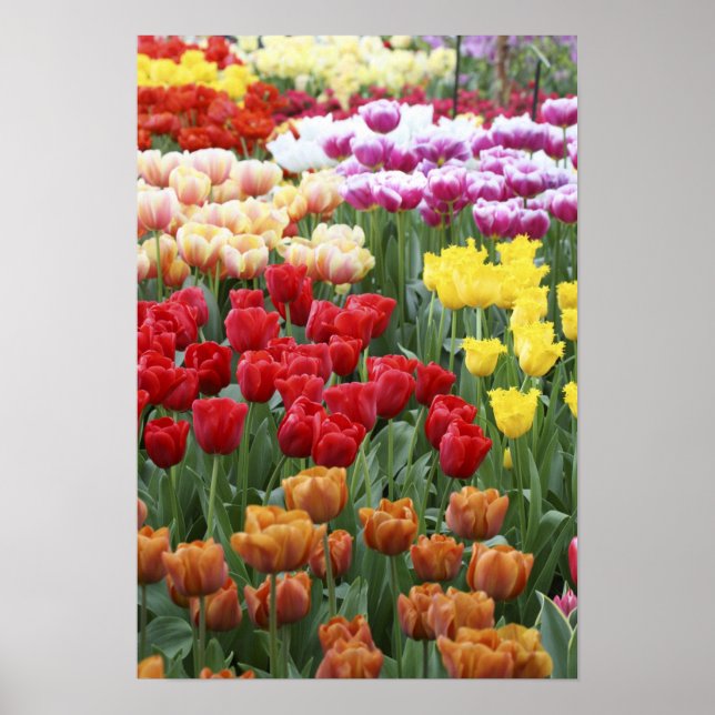Keukenhof Gardens, Holland, specialises in 2 Poster (Front)