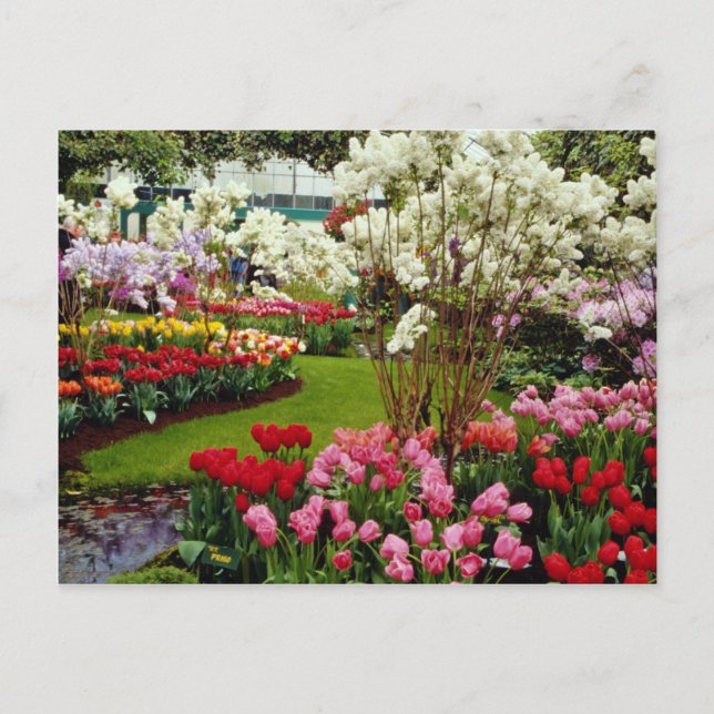 Keukenhof gardens in Lisse, south of Amster Postcard (Front)