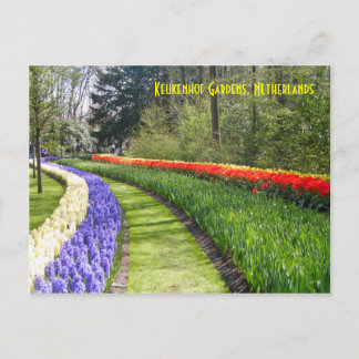 Keukenhof Gardens, Netherlands Postcard