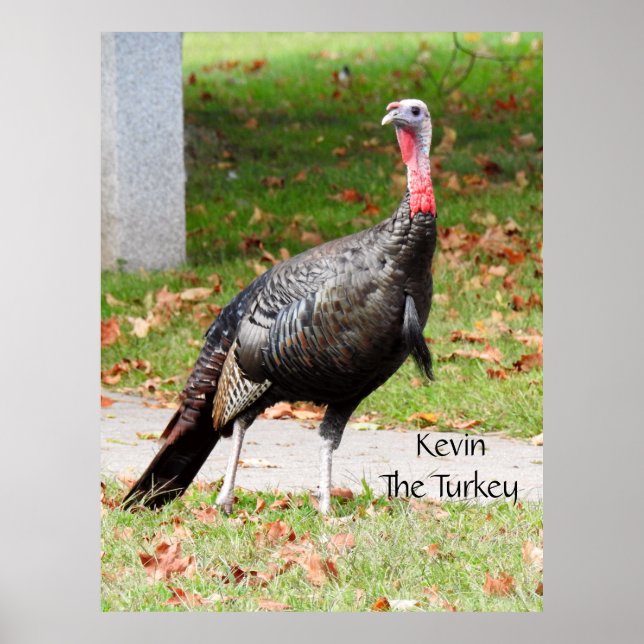 Kevin The Turkey - Old Wethersfield , CT Poster (Front)