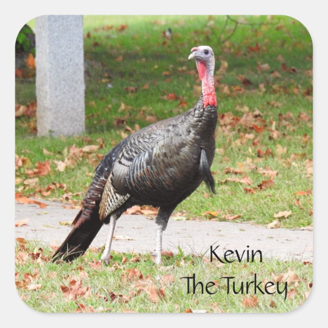 Kevin The Turkey - Old Wethersfield , CT Square Sticker (Front)