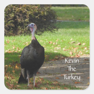 Kevin The Turkey - Old Wethersfield , CT Square Sticker