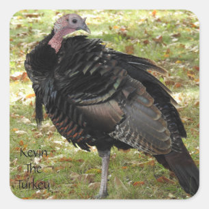 Kevin The Turkey - Old Wethersfield , CT Square Sticker