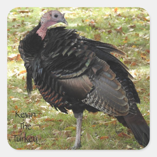 Kevin The Turkey - Old Wethersfield , CT Square Sticker (Front)