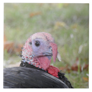 Kevin the Turkey Sitting in the Grass Ceramic Tile