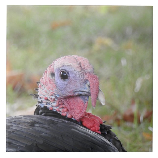 Kevin the Turkey Sitting in the Grass Ceramic Tile (Front)