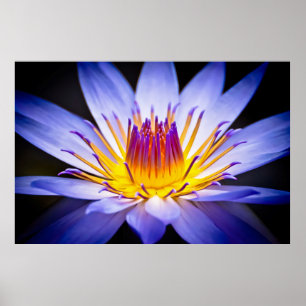 Kew Gardens Waterlily, London Poster