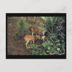 Key Deer Postcard