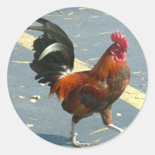 Key West Chicken Classic Round Sticker