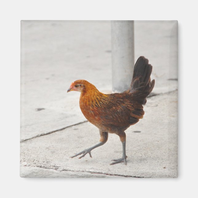 Key West Chicken On Sidewalk Florida Magnet (Front)