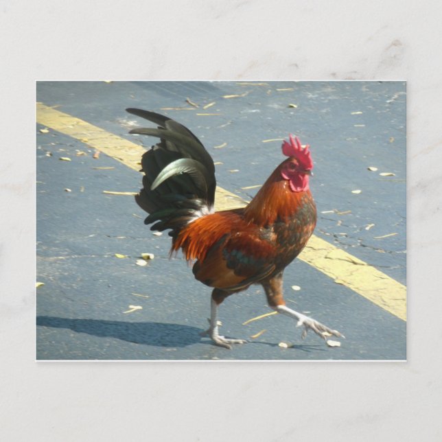 Key West Chicken Postcard (Front)
