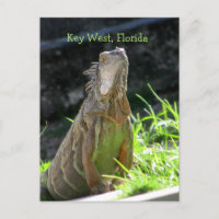Key West Iguana