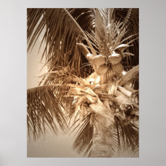 Key West Palm - Sepia Poster