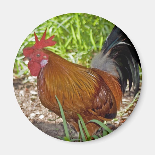 Key West Rooster Magnet (Front)