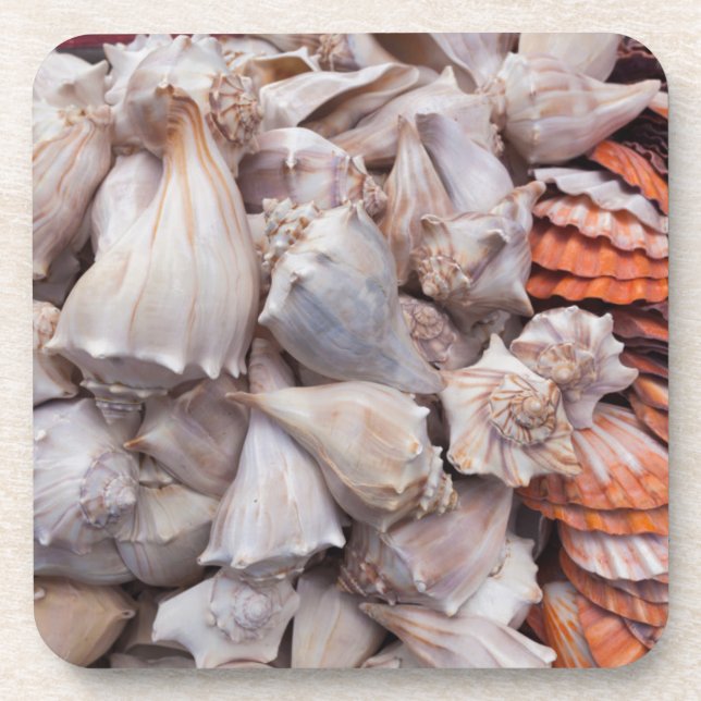 Key West, seashells Coaster (Front)