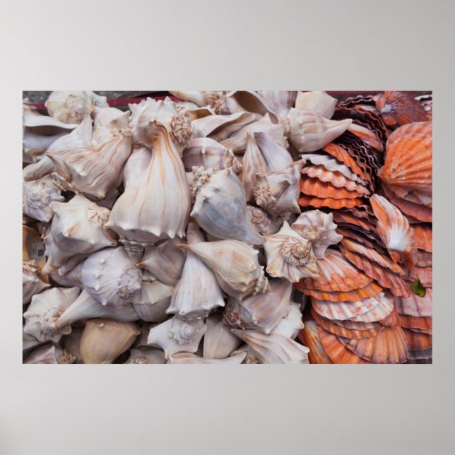 Key West, seashells Poster (Front)