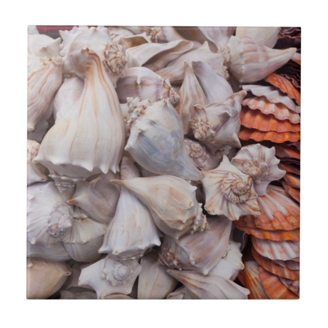 Key West, seashells Tile (Front)