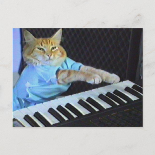 Keyboard Cat Postcard! Postcard (Front)