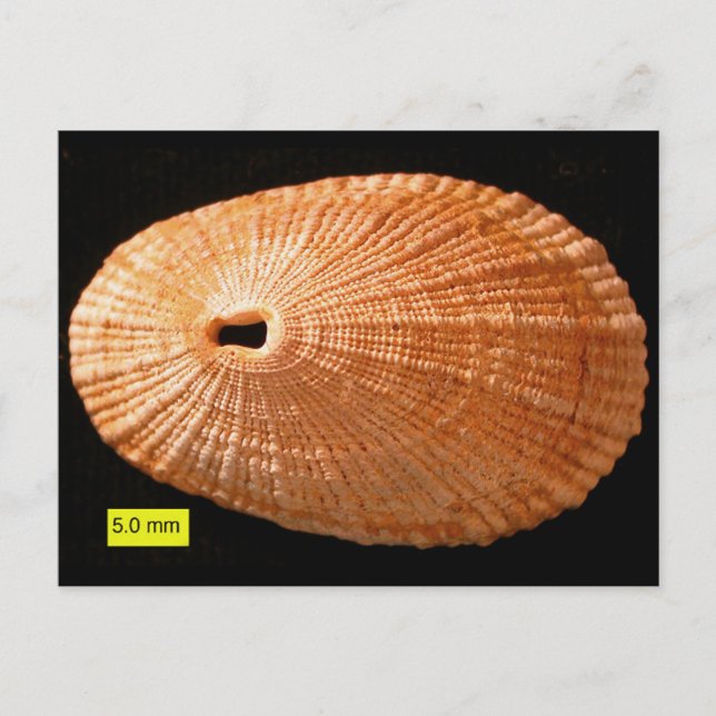 keyhole limpet (Diodora italica) Postcard (Front)