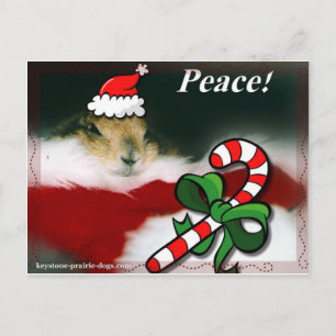 Keystone Prairie Dog Christmas Holiday Postcard
