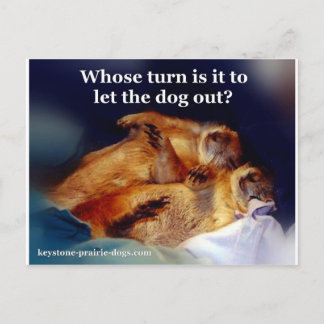 Keystone Prairie Dogs let the dog out meme Postcard