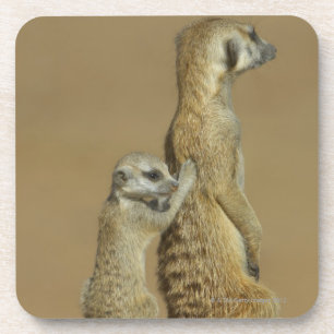 Kgalagadi National Park, Botswana, Africa Coaster