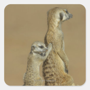 Kgalagadi National Park, Botswana, Africa Square Sticker