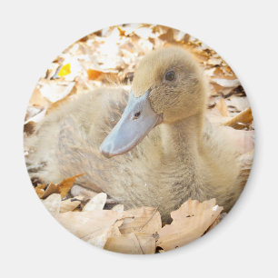Khaki Campbell Duckling Refrigerator Magnet