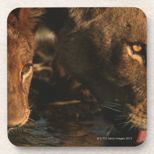 Khwai River, Moremi Wildlife Reserve, Botswana Coaster