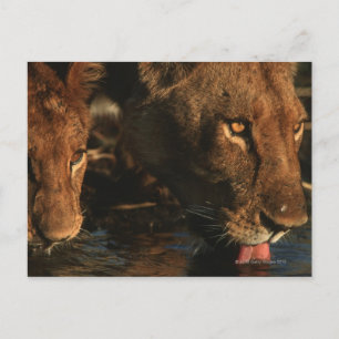 Khwai River, Moremi Wildlife Reserve, Botswana Postcard