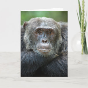 Kibale Chimpanzee Greeting Card - Male portrait