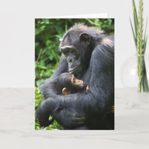 Kibale Chimpanzee Greeting Card -- "Mama Umbrella"