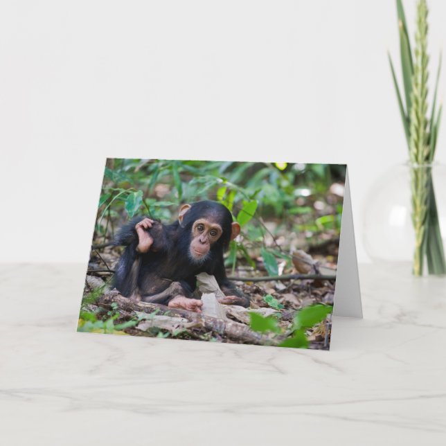 Kibale Chimpanzee Greeting Card - Quiver (Front)
