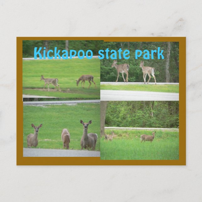 Kickapoo Deer Postcard (Front)