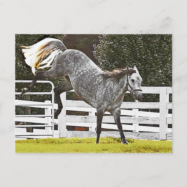 Kicking Up Heals Postcard (Front)