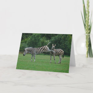Kicking zebra greeting card