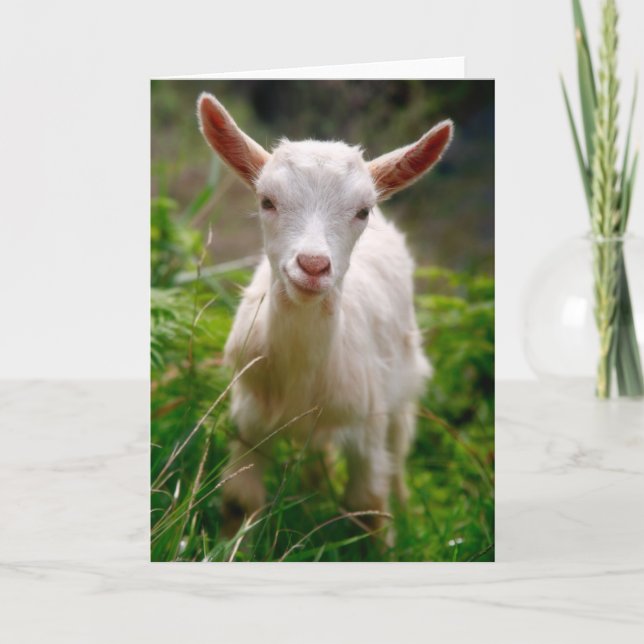 Kid Goat Card (Front)