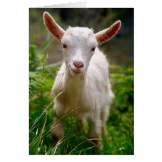 Kid Goat Card