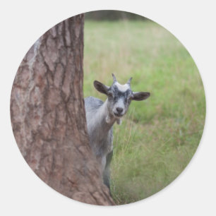 Kid (goat) Peeking From Behind a Tree Classic Round Sticker