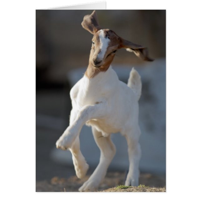 Kid Goat Playing (Front)